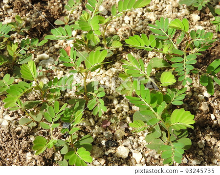 Phyllanthus, a weed often found on roadsides and fields Phyllanthus, a weed often found on roadsides and fields 93245735