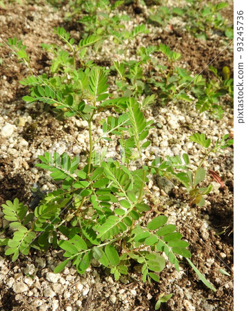 Phyllanthus, a weed often found on roadsides and fields 93245736