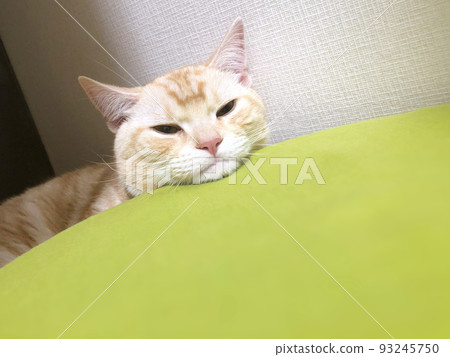 一隻貓看起來很困，下巴放在墊子上 93245750