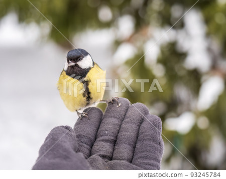 A tit sits on a man's hand and eats seeds. A tit sits on a man's hand and eats seeds. 93245784