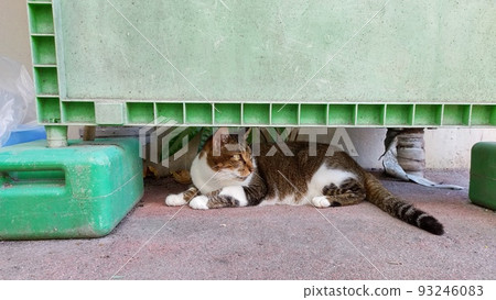 Local cat in the early afternoon Sakura cat Local cat in the early afternoon Sakura cat 93246083