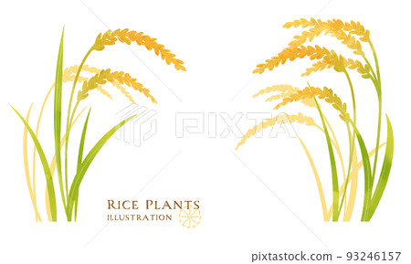 Color illustration of ear of rice 93246157