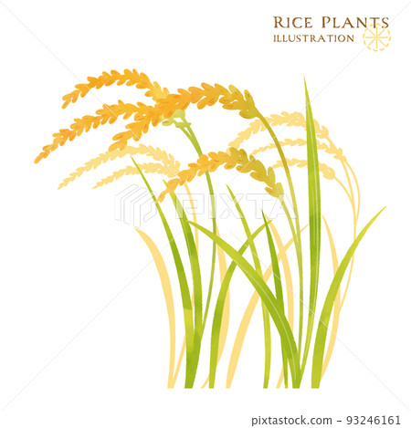 Color illustration of ear of rice 93246161