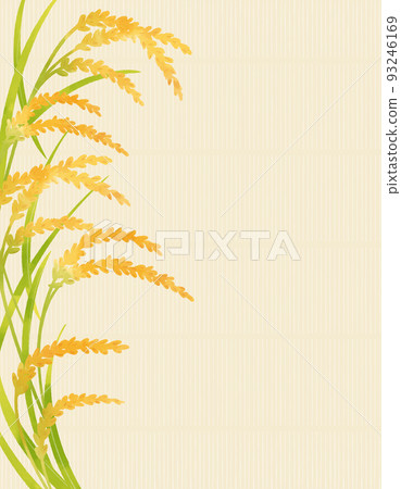 Color illustration of ear of rice (with background) 93246169