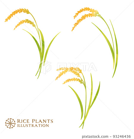 稻穗的水彩彩色插圖 93246436