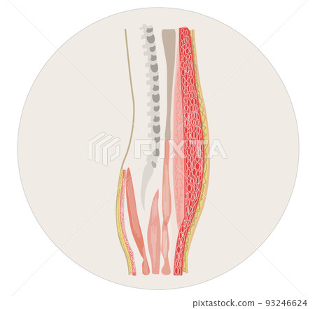 cross section thin cross section thin 93246624