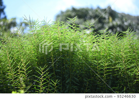 Clumps of Kawaraketsumei (Keimei Kawahara) 93246630