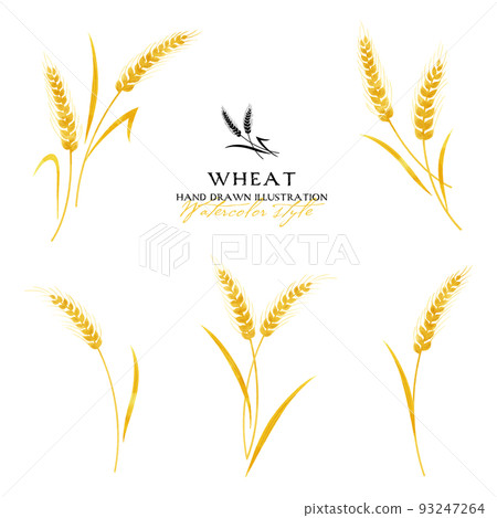 Wheat watercolor color illustration (yellow) 93247264