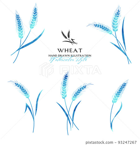 小麥水彩彩色插圖（藍色） 93247267