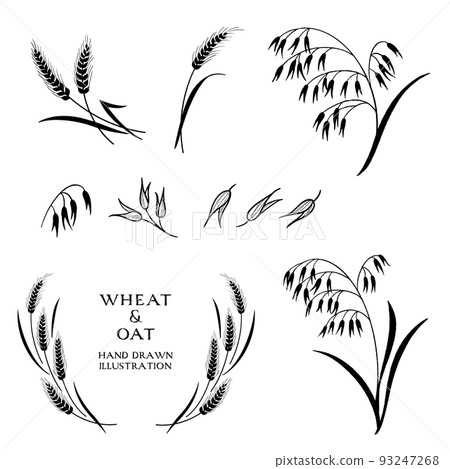 小麥和燕麥的單色插圖 93247268
