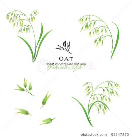 Watercolor color illustration of oats (green) Watercolor color illustration of oats (green) 93247270