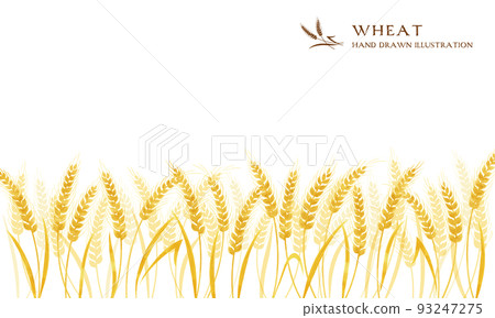 Wheat ear watercolor color illustration (wide) 93247275