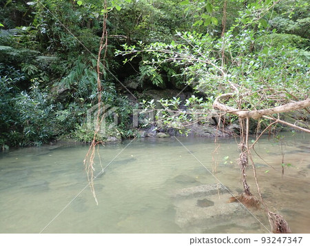 Okuma River trekking Northern Okinawa Okinawa river play river Okuma River trekking Northern Okinawa Okinawa river play river 93247347