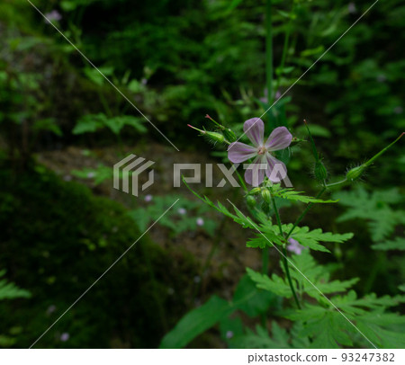 Cranesbill geranium renardii. Wild flower in the forest surrounded by wild plants and green foliage. Cranesbill geranium renardii. Wild flower in the forest surrounded by wild plants and green foliage. 93247382