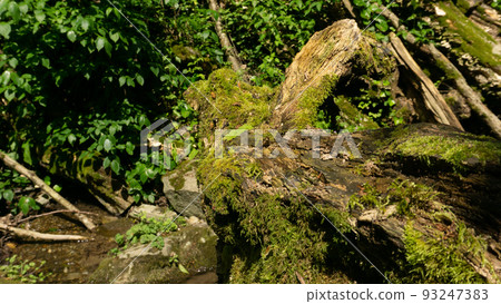 An old fallen tree covered with moss lies in a forest surrounded by shrubs. Sochi, Russia. An old fallen tree covered with moss lies in a forest surrounded by shrubs. Sochi, Russia. 93247383