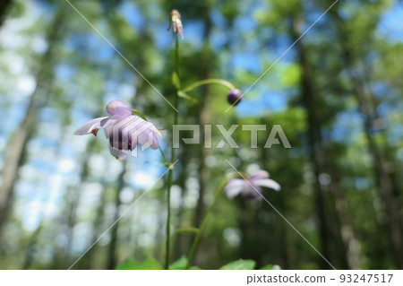 Renge goshoma 93247517