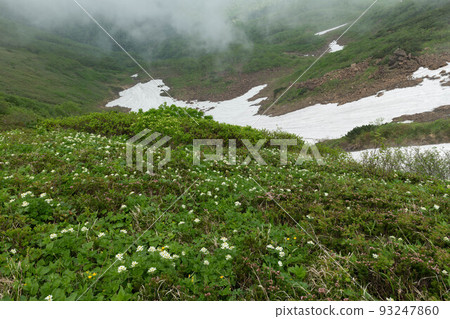 Totsuta curl flower garden (Hakusan Ichige, Ezonotsugazakura) 93247860