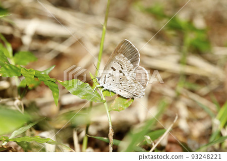 Blackfin tuna 93248221