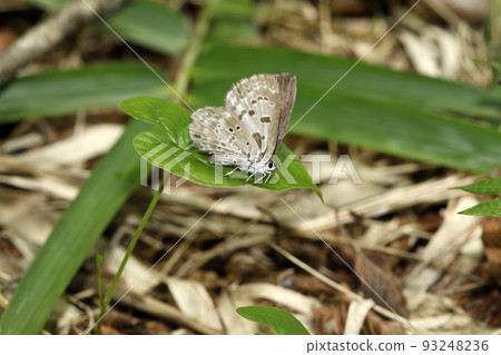 黑鰭金槍魚 93248236
