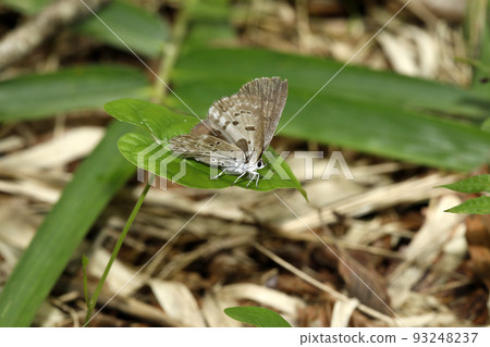 黑鰭金槍魚 黑鰭金槍魚 93248237