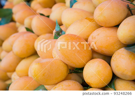 Fresh ripe Marian Plum, Mayongchid, Maprang, Plum Mango, tropical Thai fruit 93248266