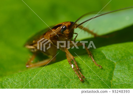 The red cockroach, or Prusak, Latin Blattella germanica, is a species of cockroaches from the Ectobiidae family. Macro, Close-up. Selective focus image. 93248393