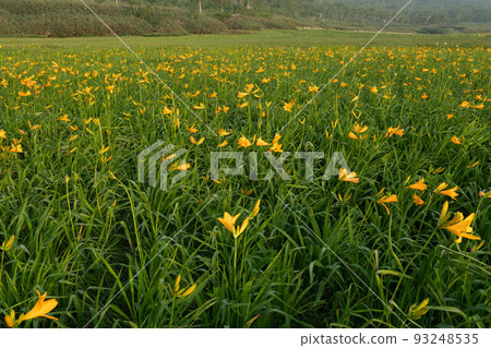 Uryunuma Wetland 蝦夷 Zenteika 殖民地 Uryunuma Wetland 蝦夷 Zenteika 殖民地 93248535