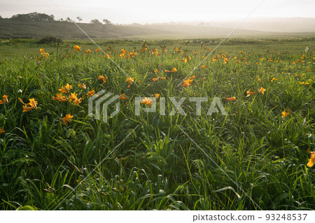 早上的雨沼濕地蝦夷Zenteika聚居地 93248537