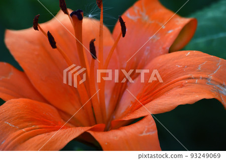 A blooming flower of a bright red lily (lat. Lilium) in the garden. On a green background. The stamens and pistils of the flower are visible. Raindrops on the petals. Macro A blooming flower of a bright red lily (lat. Lilium) in the garden. On a green background. The stamens and pistils of the flower are visible. Raindrops on the petals. Macro 93249069