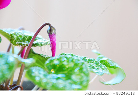 Pink cyclamen Pink cyclamen 93249118