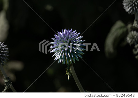 purple flower with dark background 93249548