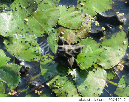 海葵葉和果實 93249642