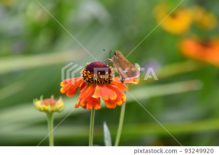 Garden Museum Hiei 93249920