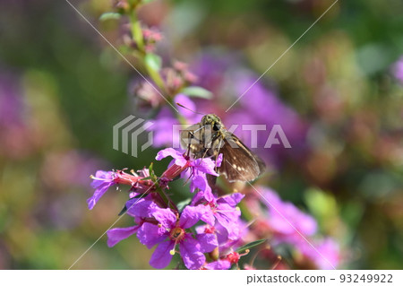 Garden Museum Hiei 93249922