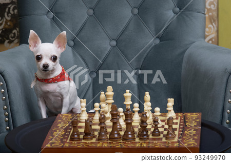 Chihuahua dog sits in a cozy armchair and plays chess in a competition, looking at the camera attentively and intently. Studio photo session of a chess player's dog. Chihuahua dog sits in a cozy armchair and plays chess in a competition, looking at the camera attentively and intently. Studio photo session of a chess player's dog. 93249970