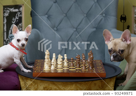 Two dogs, a bulldog and a chihuahua are enthusiastically playing chess sitting in comfortable chairs by the chessboard and carefully examining the pieces. Home studio horizontal photo. Two dogs, a bulldog and a chihuahua are enthusiastically playing chess sitting in comfortable chairs by the chessboard and carefully examining the pieces. Home studio horizontal photo. 93249971