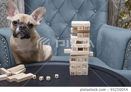The bulldog dog plays the game of folding wooden blocks into a tower while sitting in a comfortable chair at a round metal table on which a pyramid is built. The dog poses while looking at the camera. 93250054