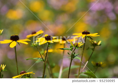 Garden Museum Hiei 93250095