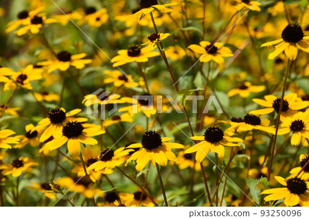 Garden Museum Hiei Garden Museum Hiei 93250096