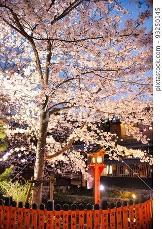 Kyoto Gion Shirakawa Night Cherry Blossoms Spring 2022 Kyoto Gion Shirakawa Night Cherry Blossoms Spring 2022 93250145