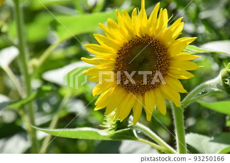 Garden Museum Hiei 93250166