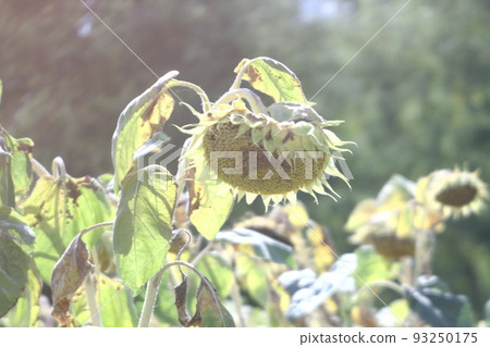sunflower 93250175