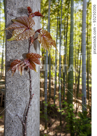 常春藤嫩葉和竹林的春天風景 常春藤嫩葉和竹林的春天風景 93250306
