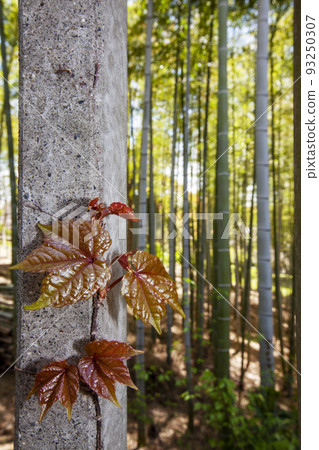 常春藤嫩葉和竹林的春天風景-2 93250307