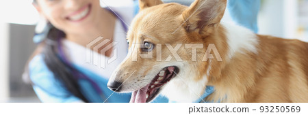 Veterinarian doctor with dog is holding syringe with vaccine 93250569