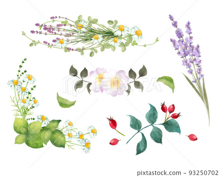 Watercolor herb bouquet set Watercolor herb bouquet set 93250702