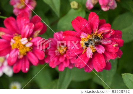 花園博物館Hiei 花園博物館Hiei 93250722