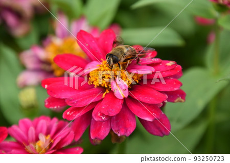 花園博物館Hiei 花園博物館Hiei 93250723