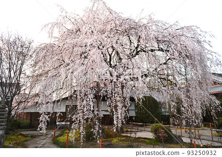 Kyoto Honmanji Temple Weeping Cherry Blossoms 2022 Kyoto Honmanji Temple Weeping Cherry Blossoms 2022 93250932