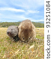Wombat parent and child baby eating grass 93251084